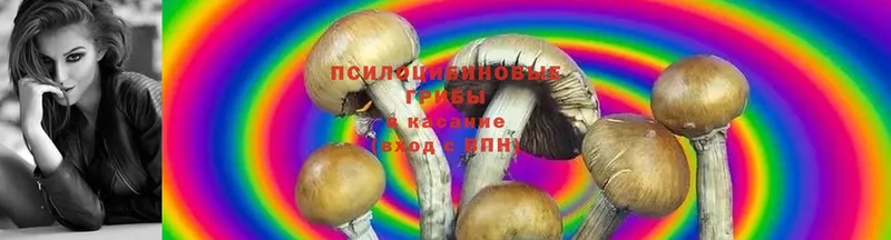 Псилоцибиновые грибы Magic Shrooms  Великие Луки 